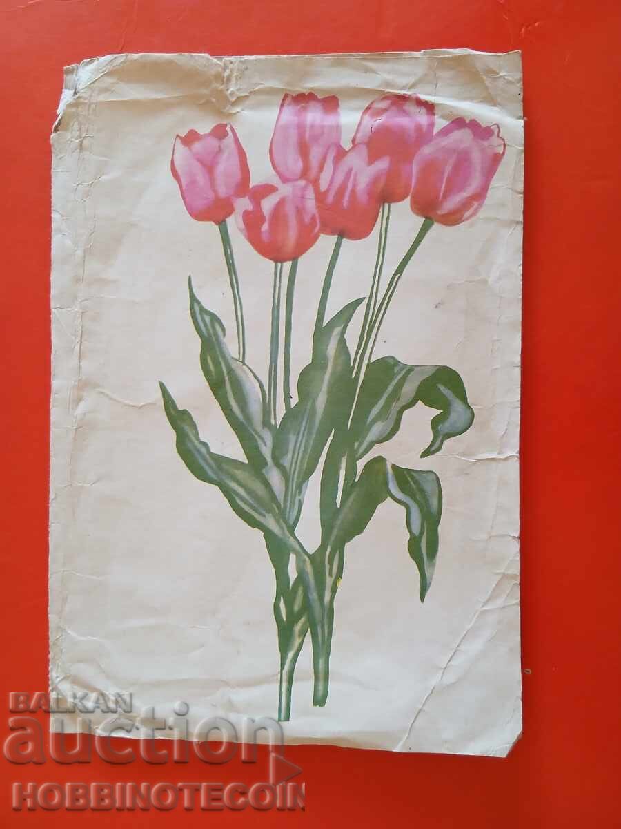 ΒΟΥΛΓΑΡΙΑ ΤΗΛΕΓΡΑΜΜΑ - 6 - ΛΟΥΛΟΥΔΙΑ ΤΟΥΛΙΠΕΣ