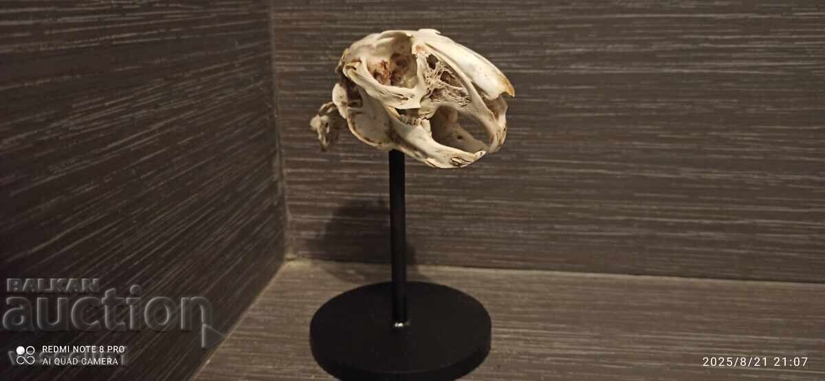 Educational model of a rabbit skull, UchTekhProm Lomonosov Pleve with price 42.00 BGN | € 21.47