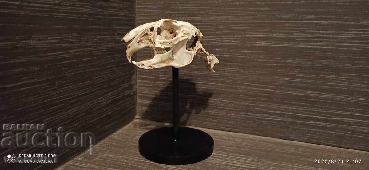 Auction  Educational model of a rabbit skull, UchTekhProm Lomonosov Pleve