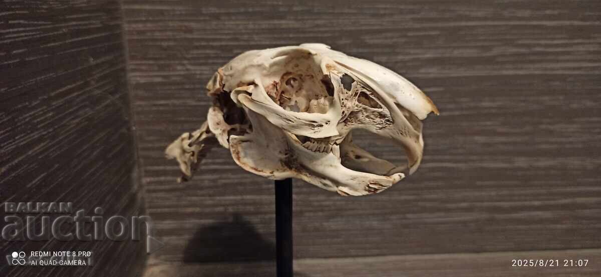 Delivery of Educational model of a rabbit skull, UchTekhProm Lomonosov Pleve