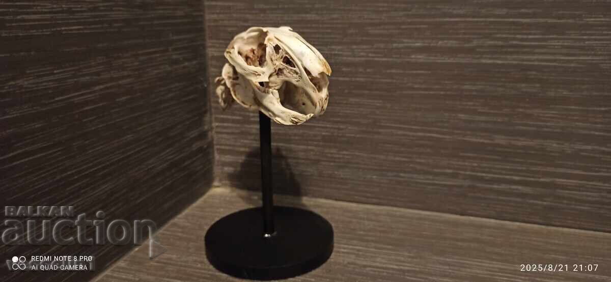 Educational model of a rabbit skull, UchTekhProm Lomonosov Pleve - 5