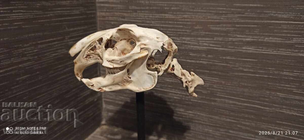 Educational model of a rabbit skull, UchTekhProm Lomonosov Pleve