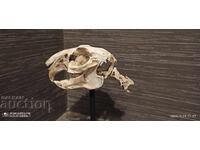 Educational model of a rabbit skull, UchTekhProm Lomonosov Pleve