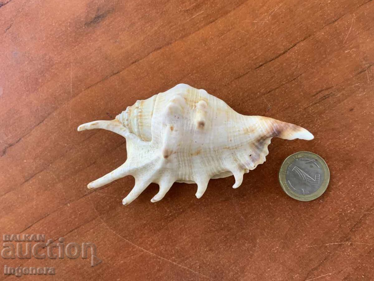 Κέλυφος Lambis Truncata με τιμή 15.00 BGN | € 7.67 Κέλυφος Lambis Truncata με τιμή 15.00 BGN | € 7.67