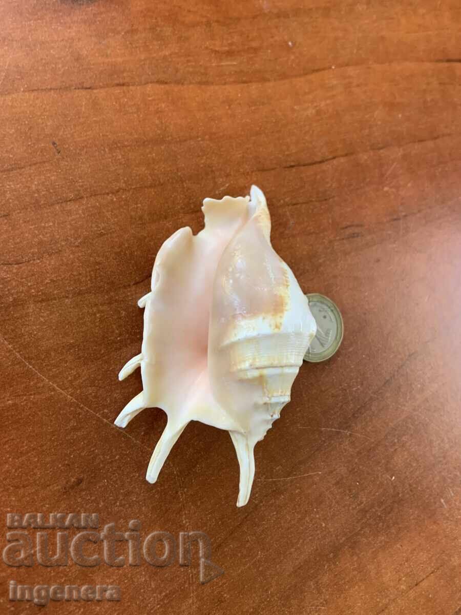 Δημοπρασία Κέλυφος Lambis Truncata Δημοπρασία Κέλυφος Lambis Truncata