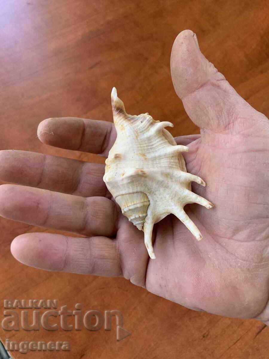 Παράδοση Κέλυφος Lambis Truncata Παράδοση Κέλυφος Lambis Truncata