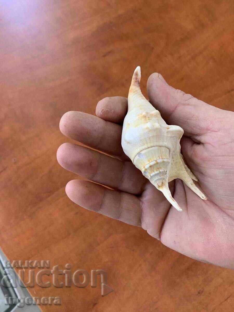 Κέλυφος Lambis Truncata - 5 Κέλυφος Lambis Truncata - 5