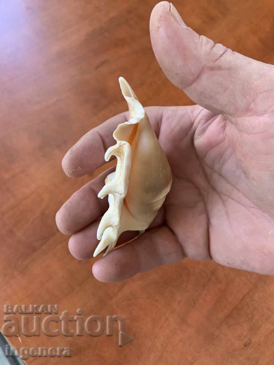 Κέλυφος Lambis Truncata - 6 Κέλυφος Lambis Truncata - 6