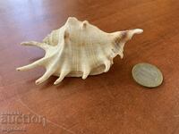 Shell of Lambis Truncata