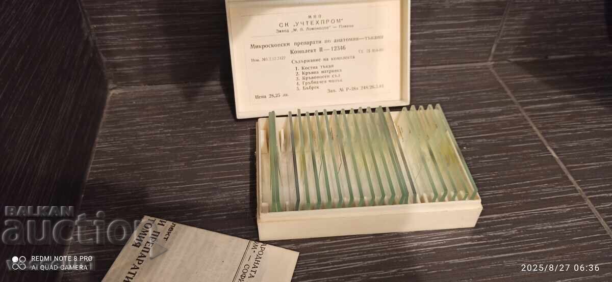 Lame de microscop pentru anatomie - țesut osos sânge rinichi