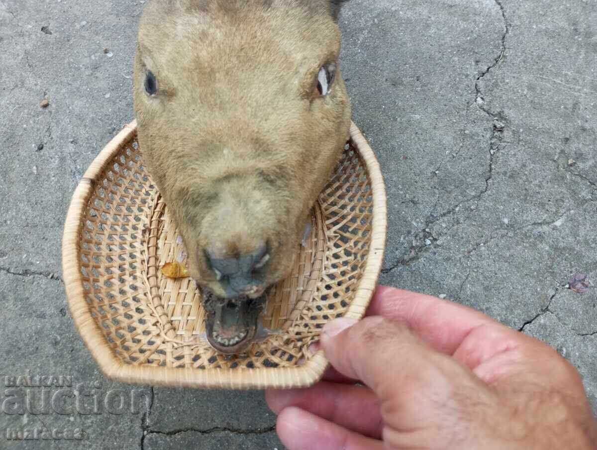 Hunting trophy with price 39.00 BGN | € 19.94