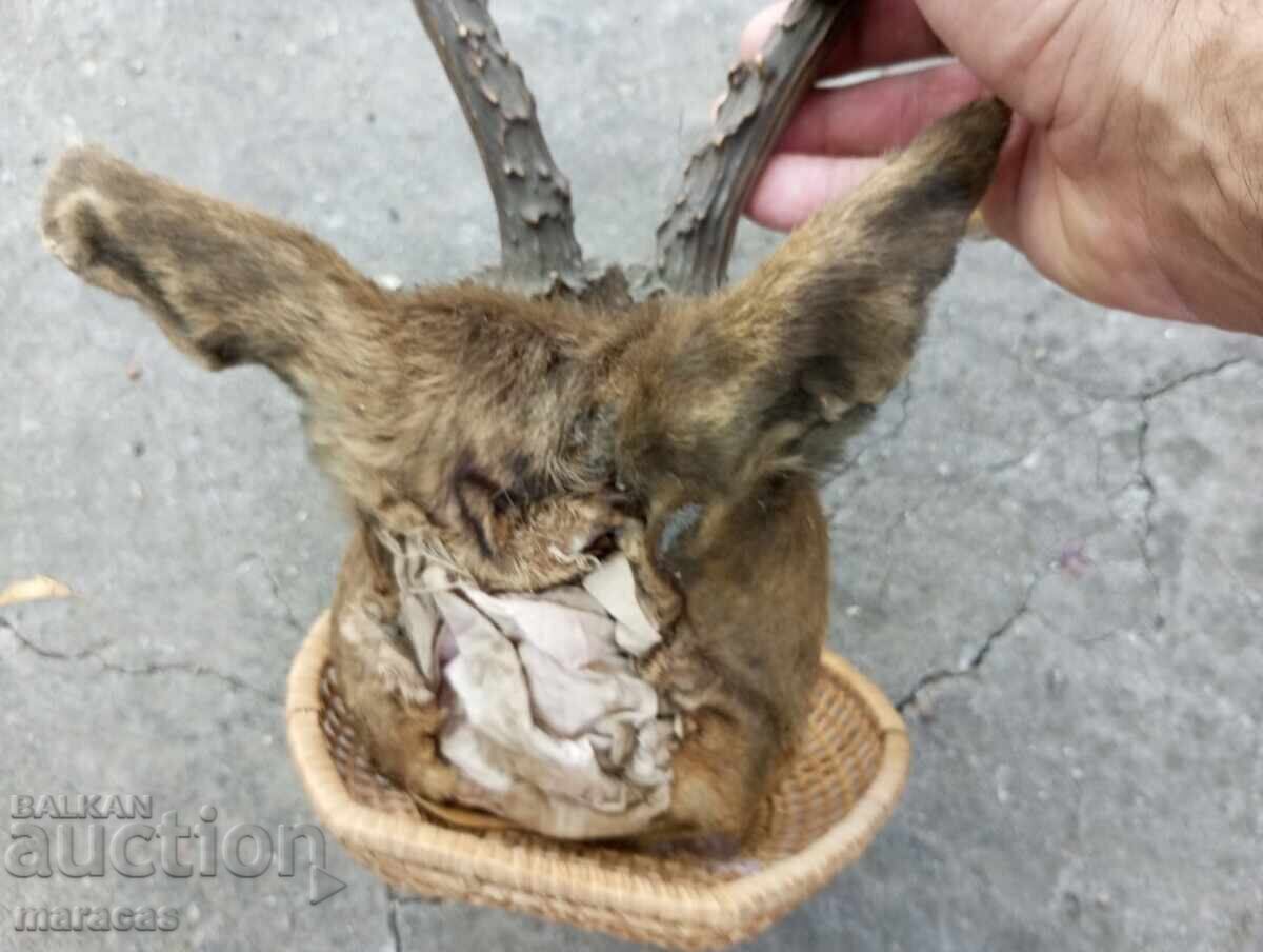 Δημοπρασία Κυνηγετικό τρόπαιο