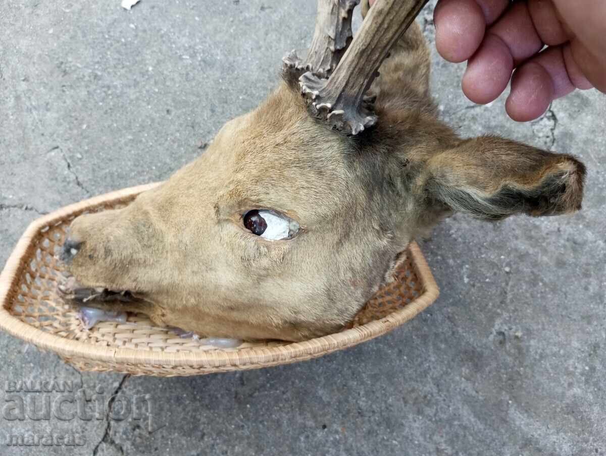 Delivery of Hunting trophy