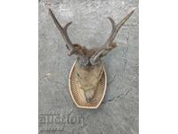 Hunting trophy