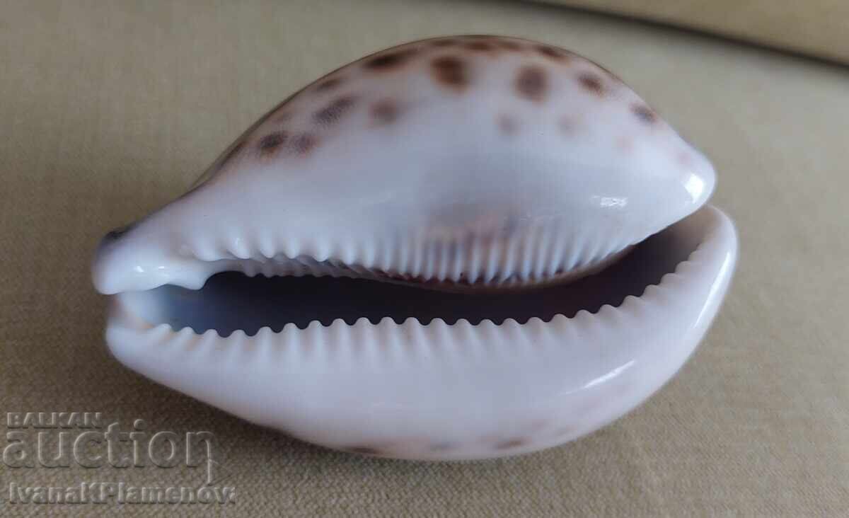 Παράδοση Νιπτήρες για γνώστες, δύο τεμάχια, άριστοι Παράδοση Νιπτήρες για γνώστες, δύο τεμάχια, άριστοι