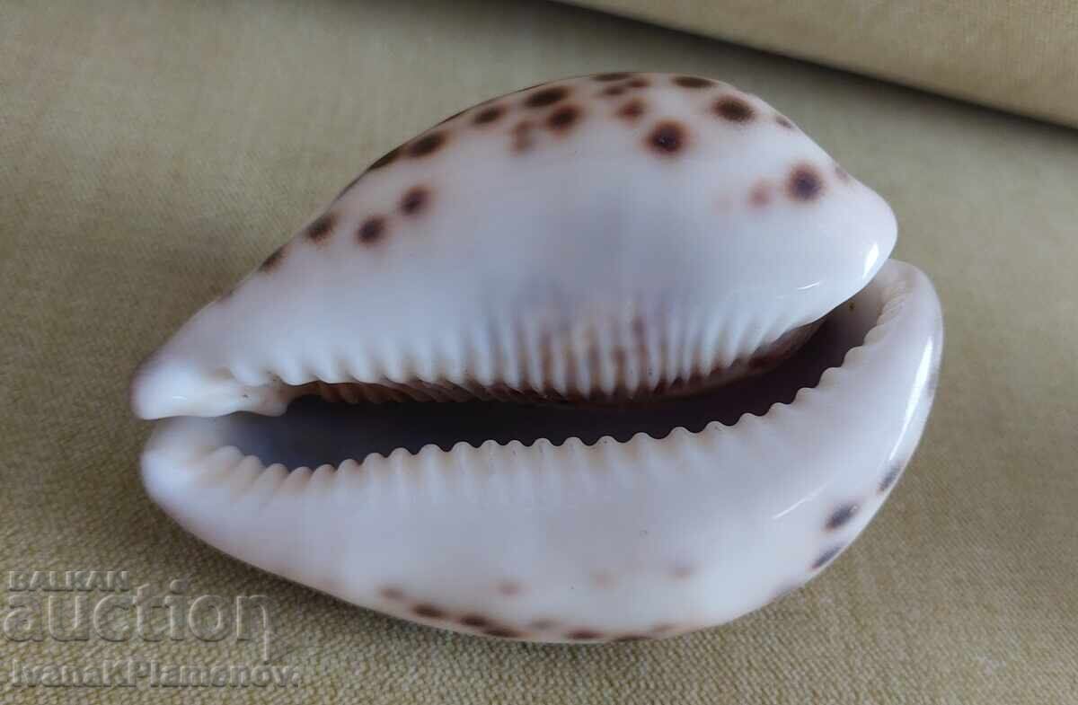 Sink for connoisseurs, two pieces, excellent - 5