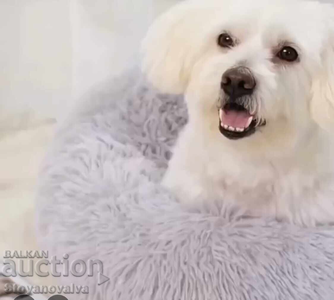 Soft bed for a pet - 5 Soft bed for a pet - 5