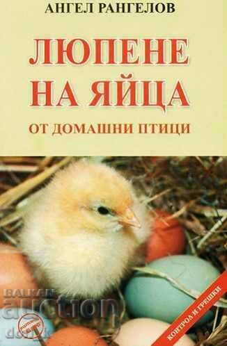 Hatching of poultry eggs