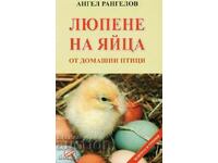 Clocirea ouălor de pasăre