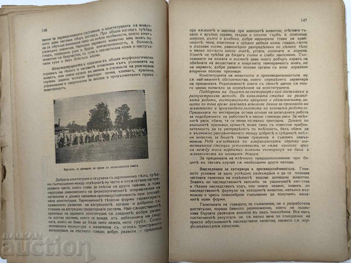 1938 Говедовъдството в развъдната област - 5 1938 Говедовъдството в развъдната област - 5