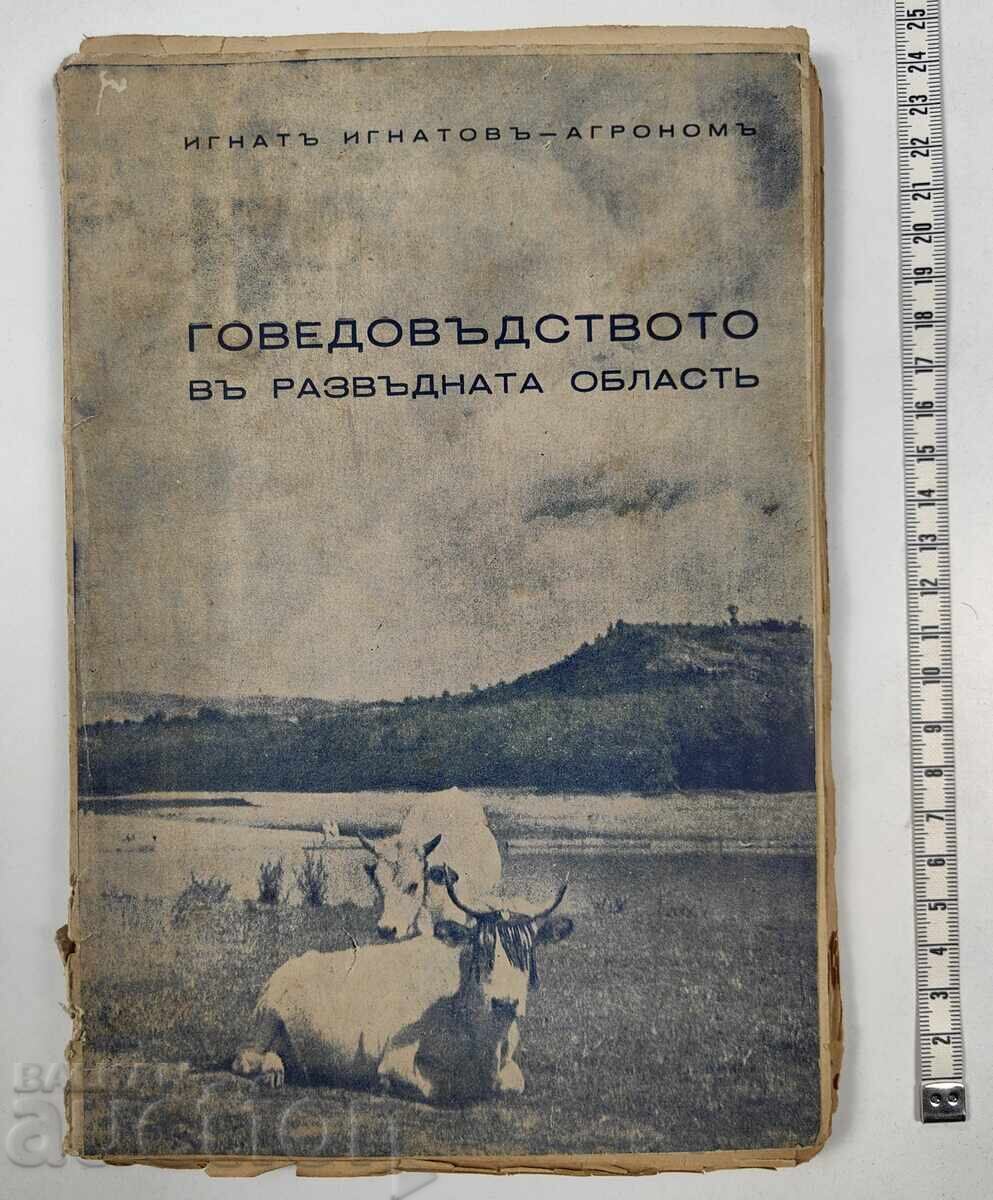 1938 Говедовъдството в развъдната област 1938 Говедовъдството в развъдната област