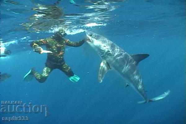 УНИКАЛЕН ГЕРДАН ЗЪБ АКУЛА - 6 УНИКАЛЕН ГЕРДАН ЗЪБ АКУЛА - 6