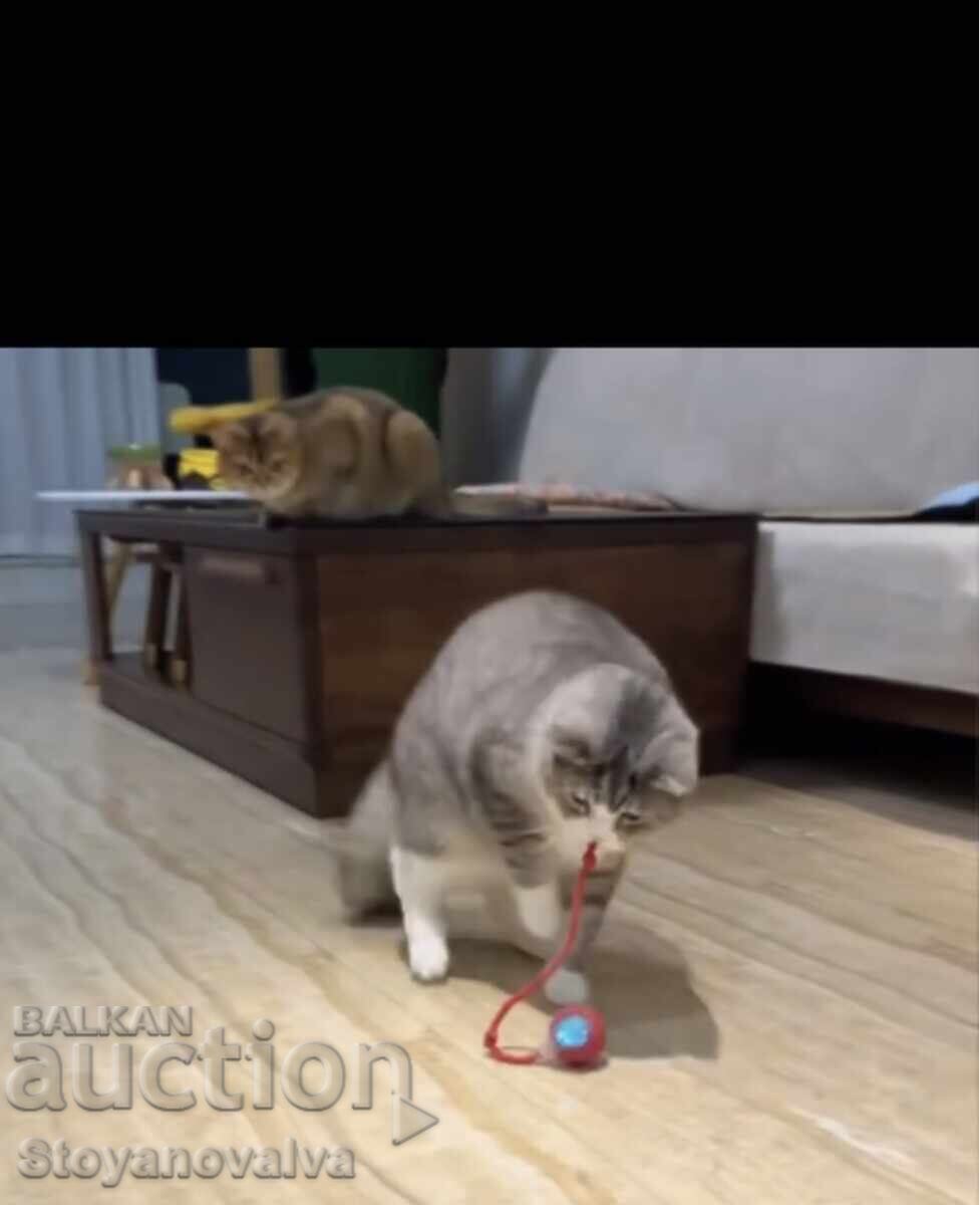 Delivery of Cat toy - glowing and USB rechargeable Delivery of Cat toy - glowing and USB rechargeable