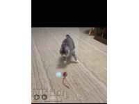Cat toy - glowing and USB rechargeable