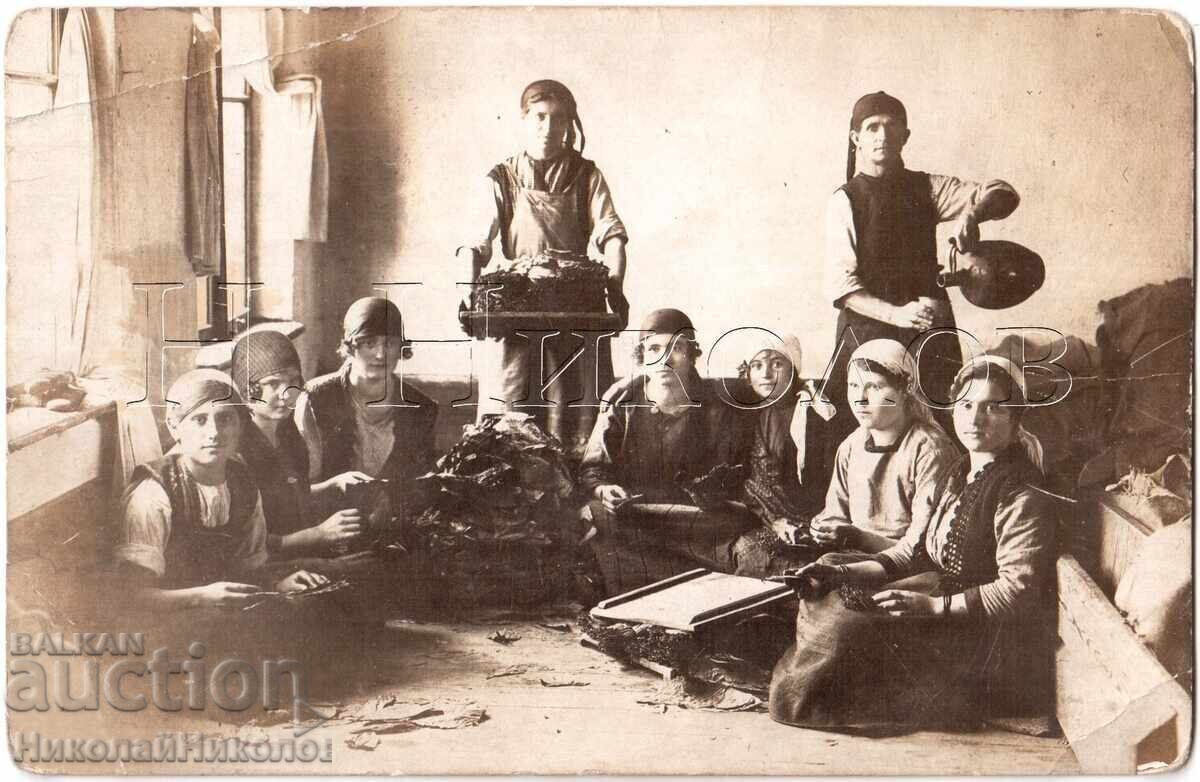OLD PHOTO OF WOMEN PROCESSING TOBACCO €385
