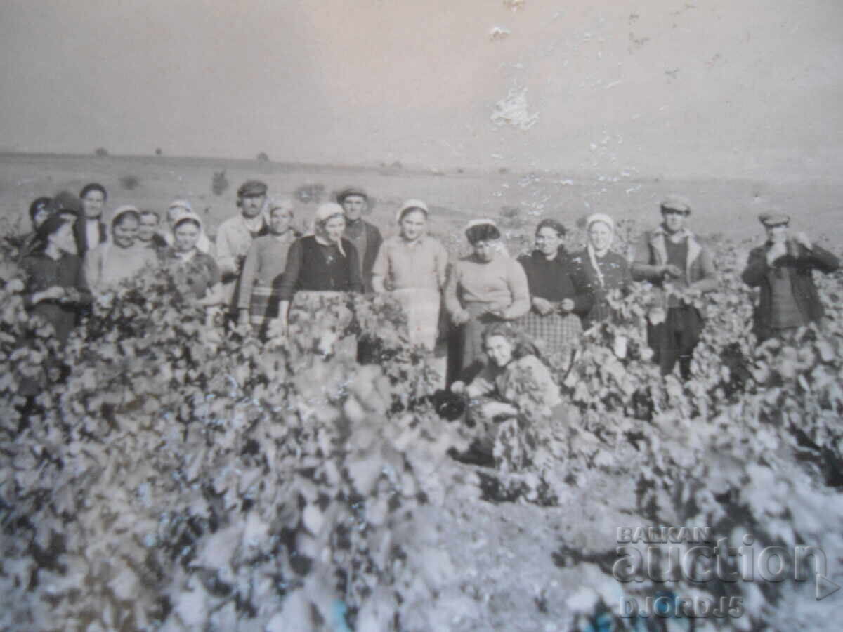 Παλιά φωτογραφία, 22.Χ.1949, χωριό Βινογκράντετς, Στη συγκομιδή σταφυλιών με τιμή 2.00 BGN | € 1.02