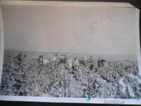 Old photo, October 22, 1949, village Vinogradec, At the grape harvest