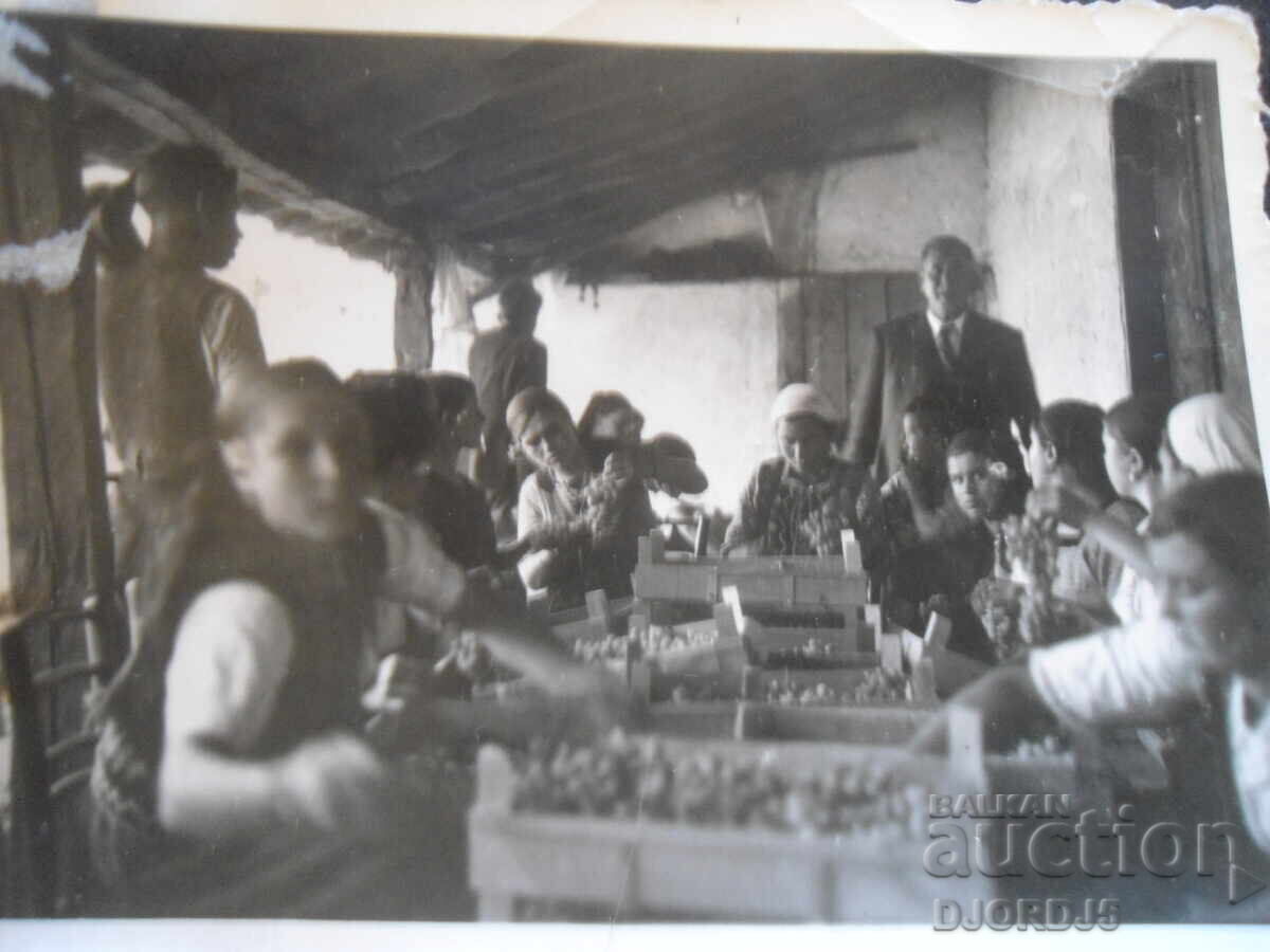 Old photo, Vinogradec village, 1938