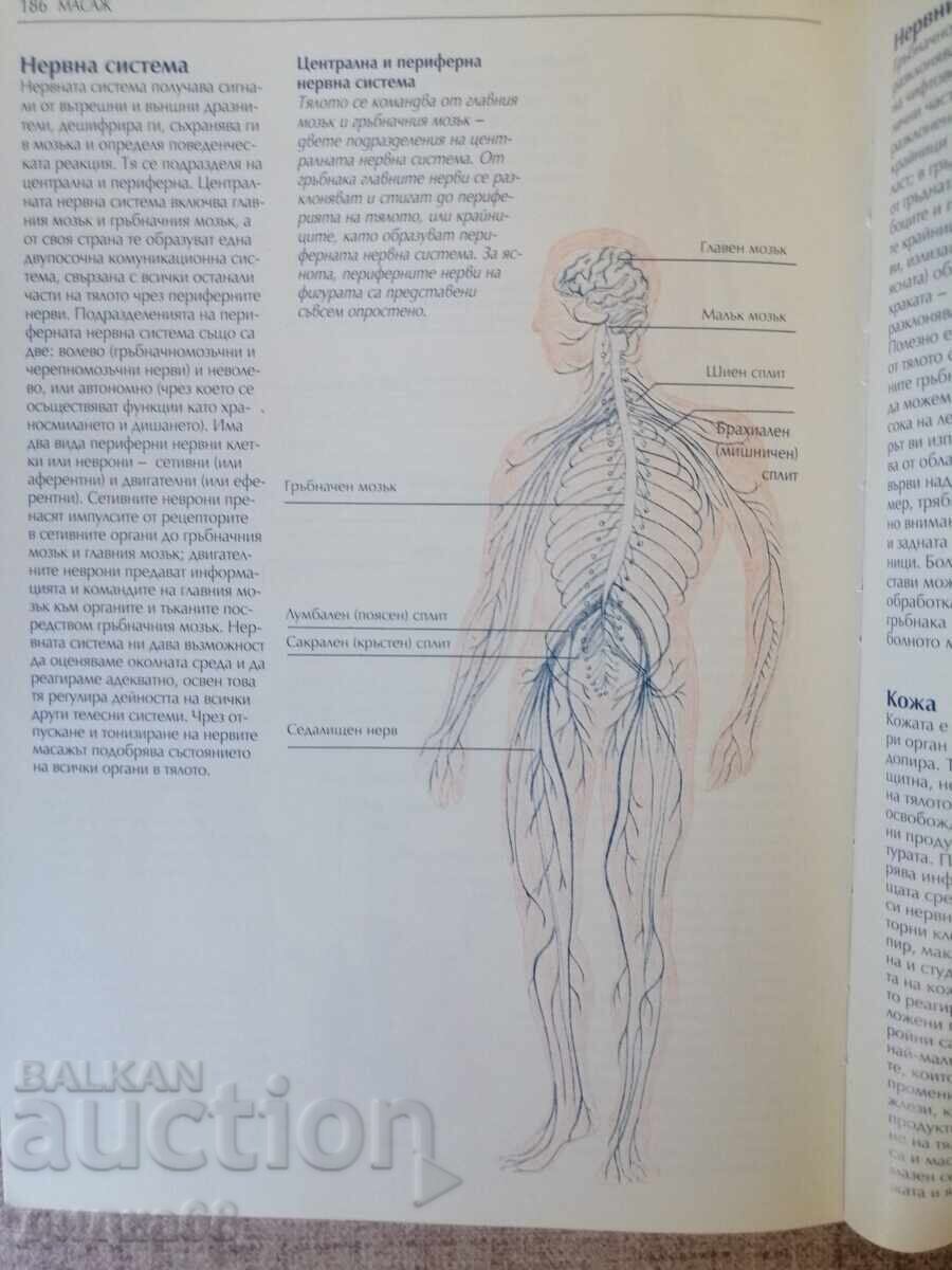 Masaj: Ghid complet pentru tehnici de masaj orientale și occidentale - 7