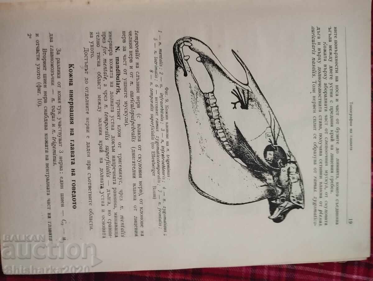 Παράδοση Τοπογραφική ανατομία των οικόσιτων ζώων Παράδοση Τοπογραφική ανατομία των οικόσιτων ζώων