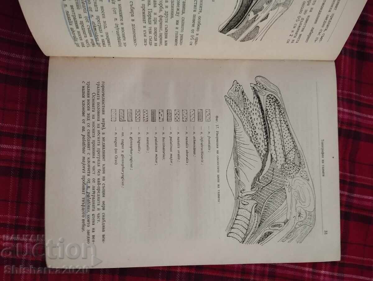 Τοπογραφική ανατομία των οικόσιτων ζώων - 5 Τοπογραφική ανατομία των οικόσιτων ζώων - 5