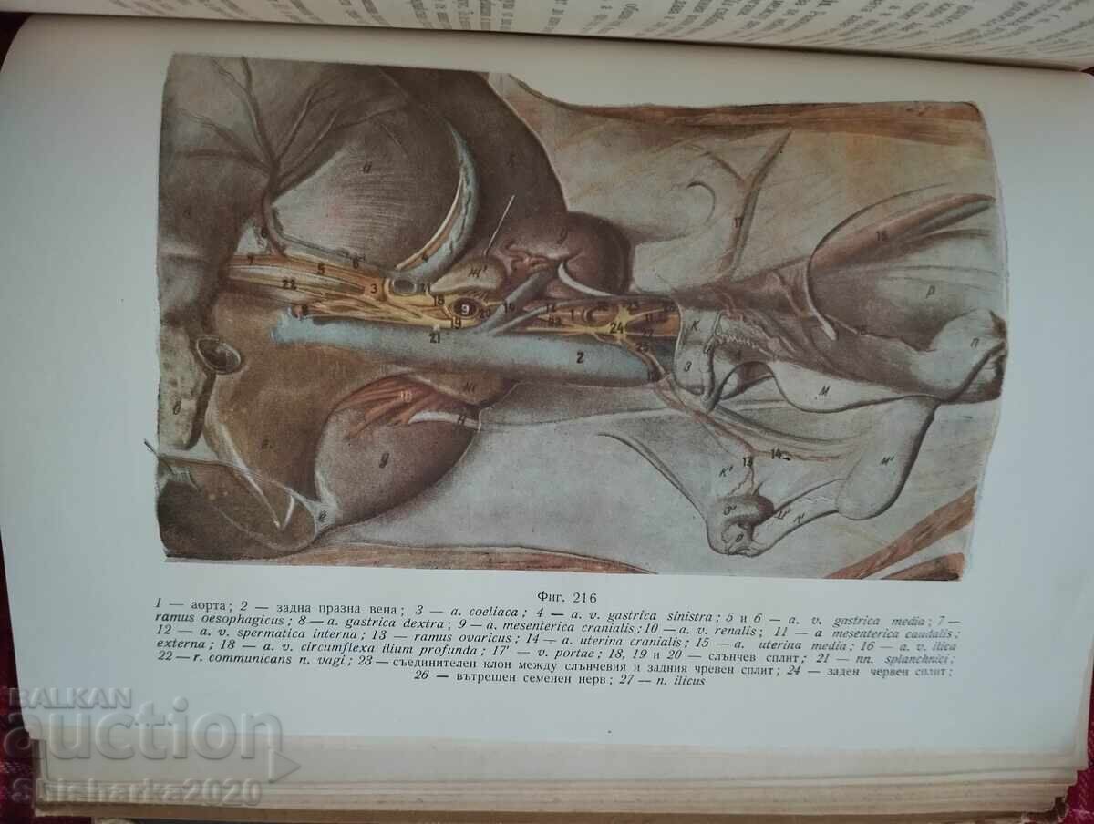 Τοπογραφική ανατομία των οικόσιτων ζώων - 6 Τοπογραφική ανατομία των οικόσιτων ζώων - 6