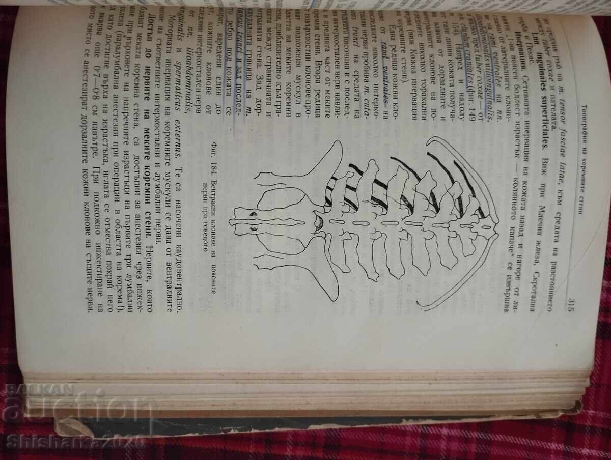 Τοπογραφική ανατομία των οικόσιτων ζώων - 7 Τοπογραφική ανατομία των οικόσιτων ζώων - 7