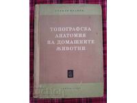 Anatomia topografică a animalelor domestice