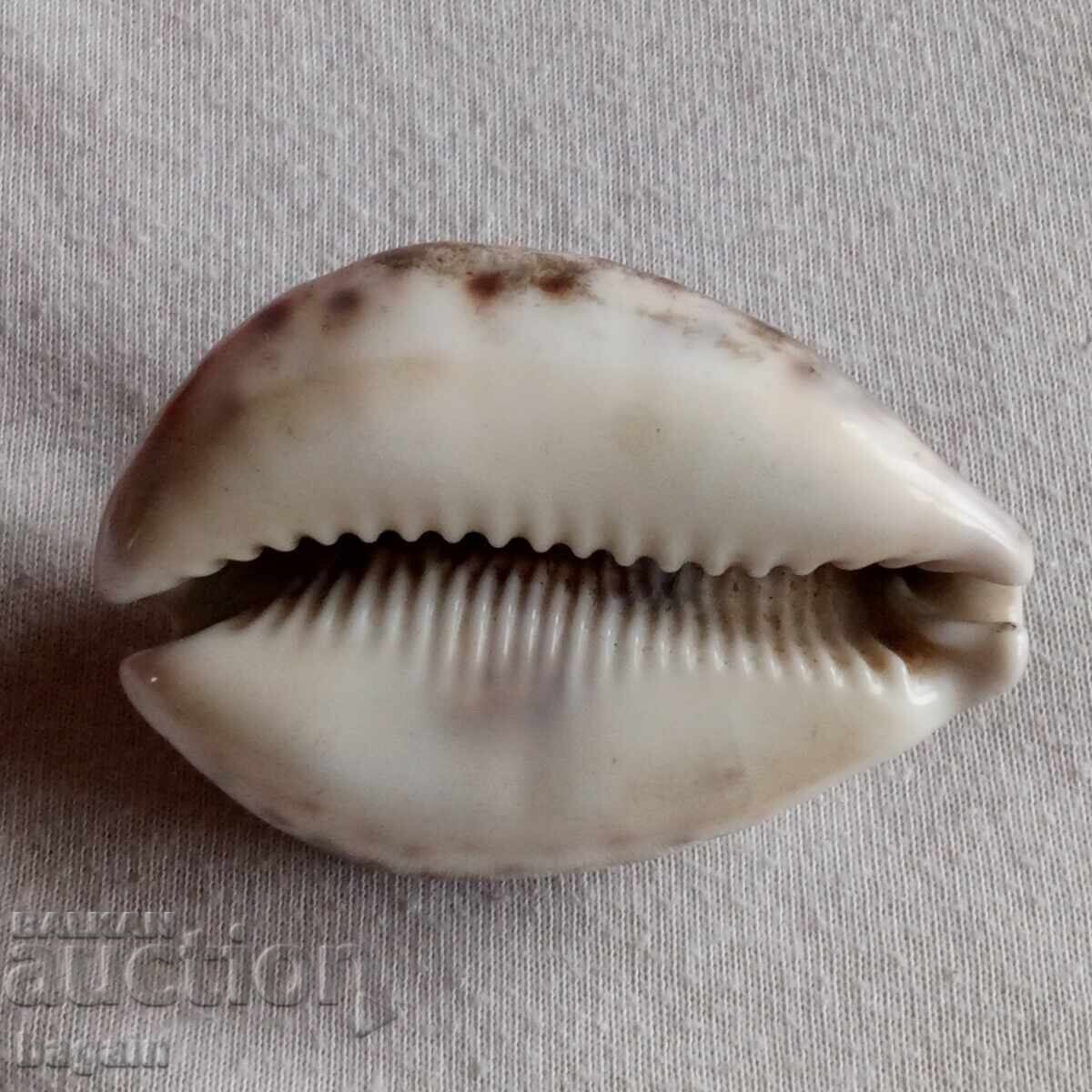 ΒΜΡΟ. Δημήτρης Ζωγράφος, βοεβόδας - 5 ΒΜΡΟ. Δημήτρης Ζωγράφος, βοεβόδας - 5