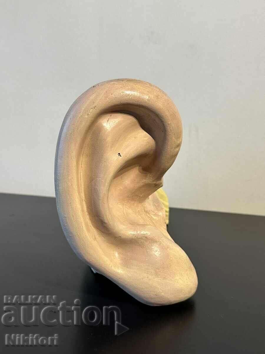 Auction  Social Anatomical Model of the Human Ear