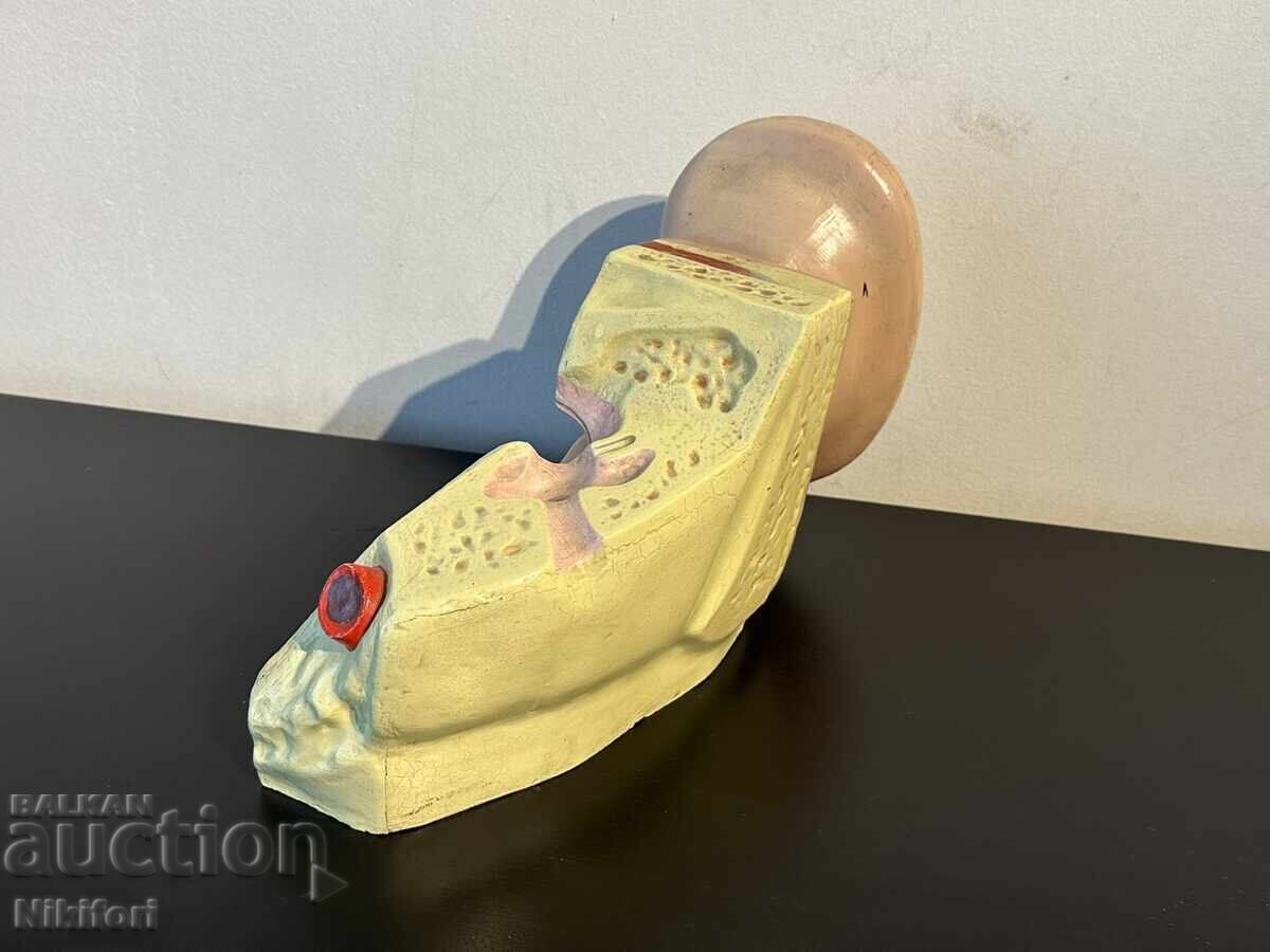 Delivery of Social Anatomical Model of the Human Ear