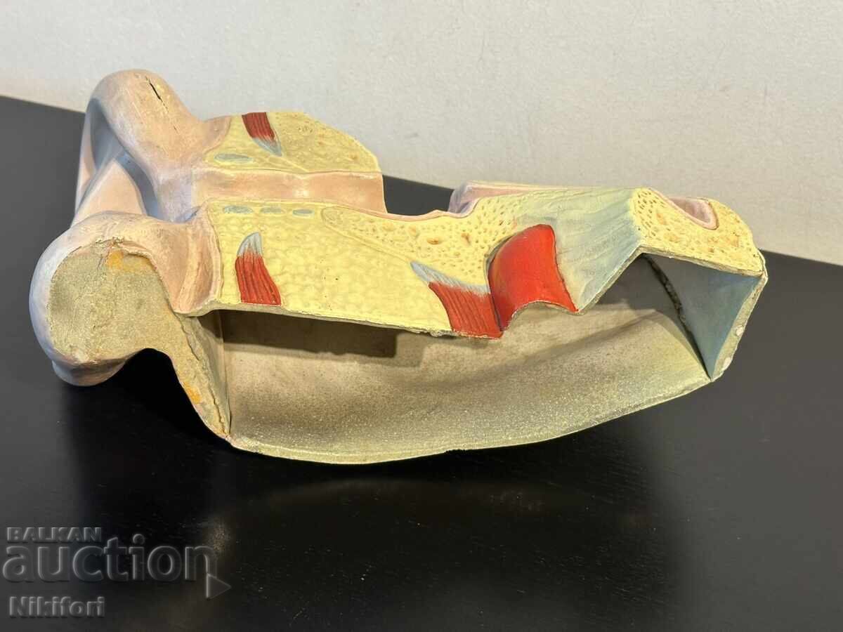 Social Anatomical Model of the Human Ear - 6