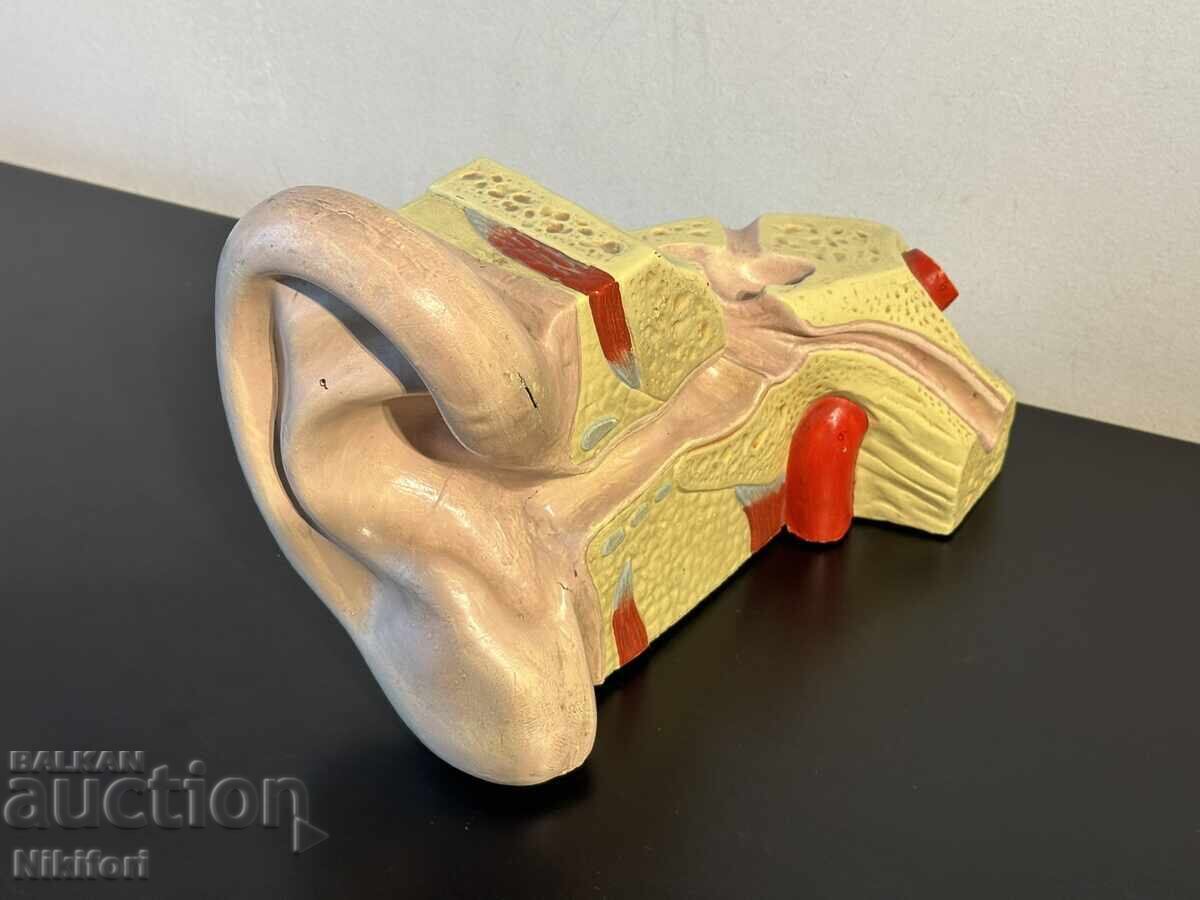 Social Anatomical Model of the Human Ear