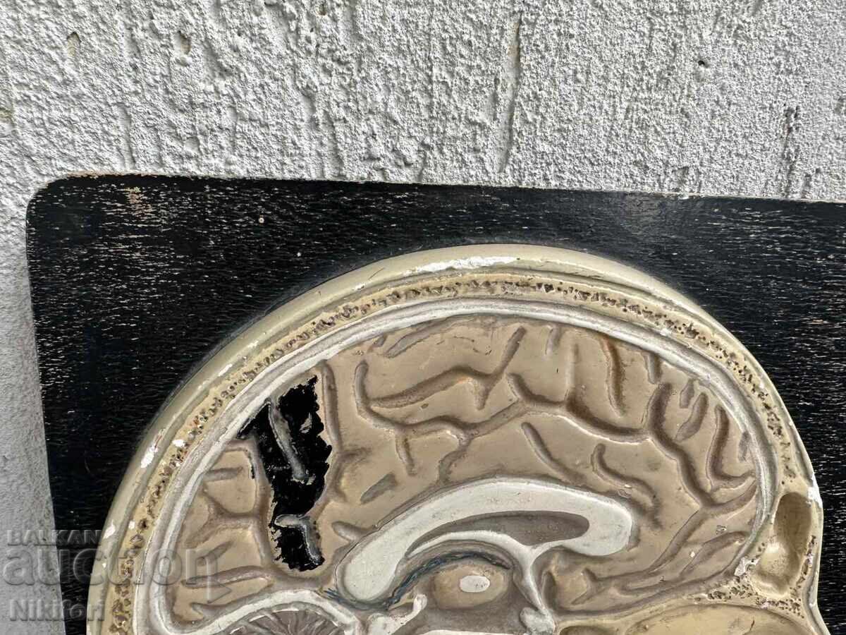 Κοινωνικό Ανατομικό Μοντέλο Ανθρώπινου Κρανίου με τιμή € 122.00 | 238.61 BGN