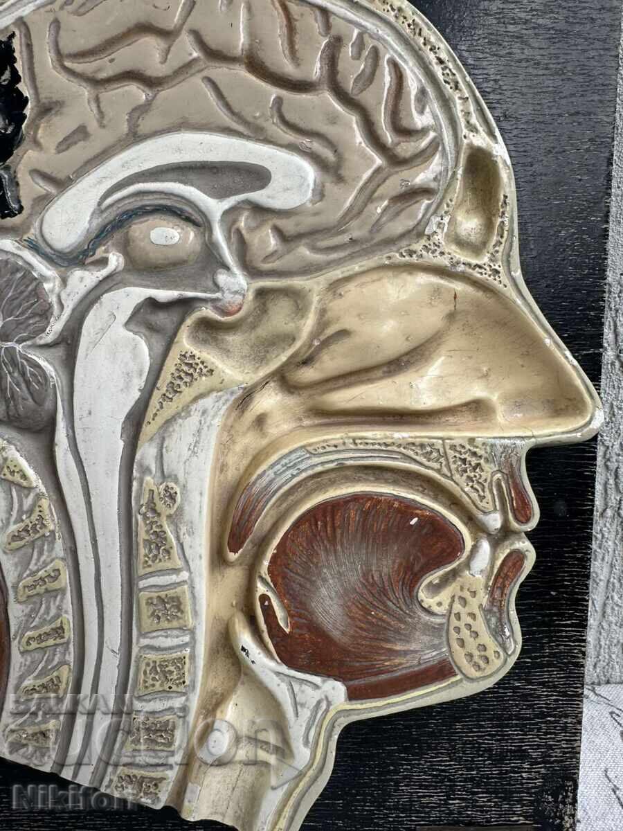 Δημοπρασία Κοινωνικό Ανατομικό Μοντέλο Ανθρώπινου Κρανίου