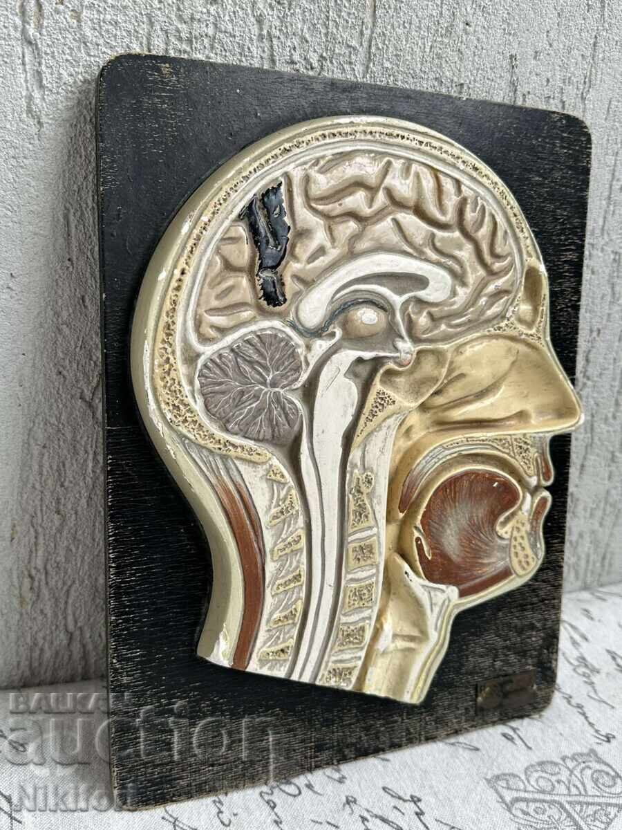 Παράδοση Κοινωνικό Ανατομικό Μοντέλο Ανθρώπινου Κρανίου