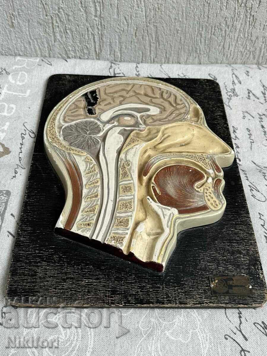 Κοινωνικό Ανατομικό Μοντέλο Ανθρώπινου Κρανίου - 6