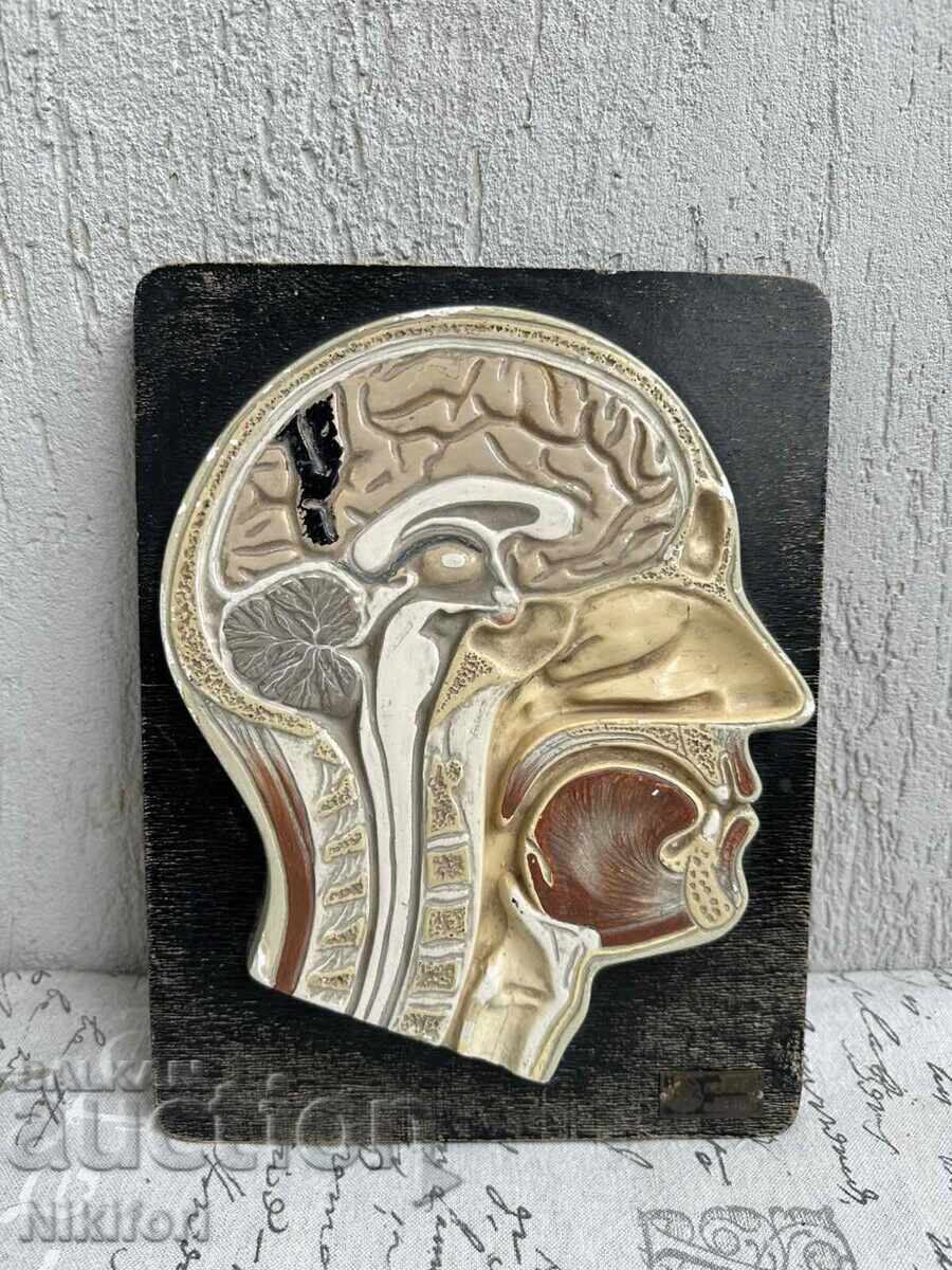 Κοινωνικό Ανατομικό Μοντέλο Ανθρώπινου Κρανίου