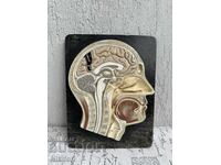 Model Anatomic Social al Craniului Uman