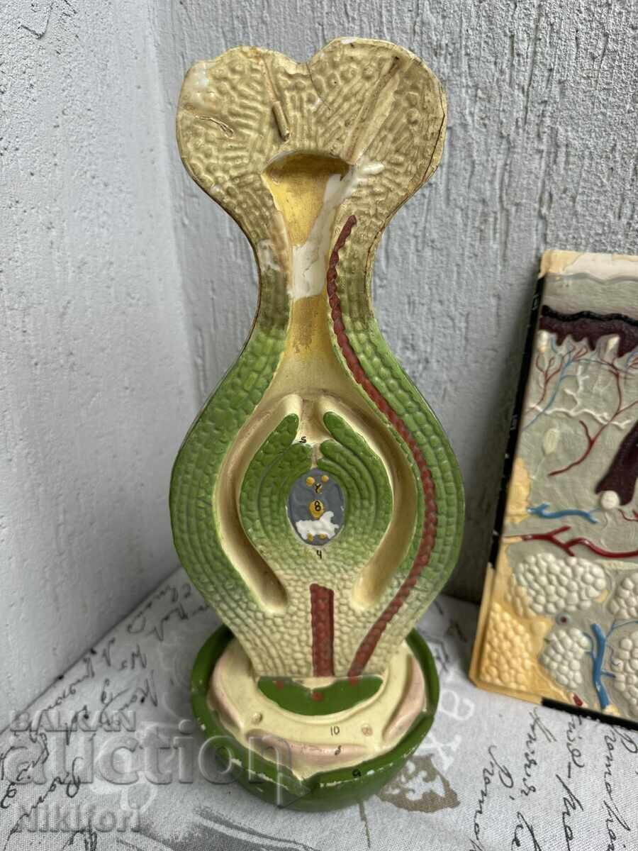 Auction  Social Educational Models for Biology